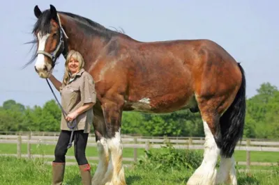 BB.lv: Умерла самая высокая лошадь в мире