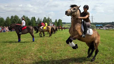 10 знаменитых пород русских лошадей
