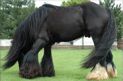 Самый большой конь - 75 фото