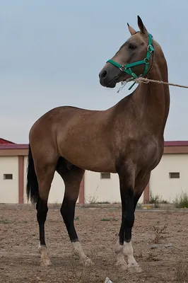 Самые дорогие породы лошадей в мире: кто они?
