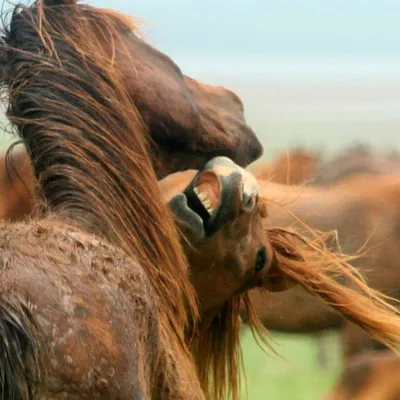 25 интересных фактов о лошадях
