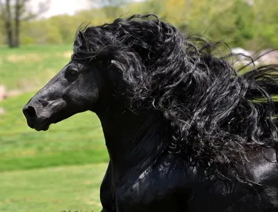 Самая красивая лошадь в мире — черный жеребец Фридрих Великий -  Рамблер/женский