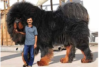Фото самой большой собаки 