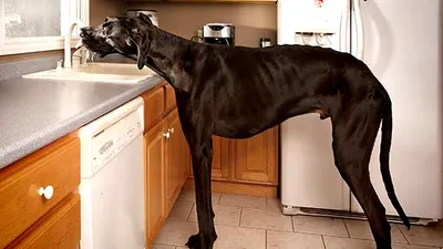 Топ 10. Самые большие в мире собаки