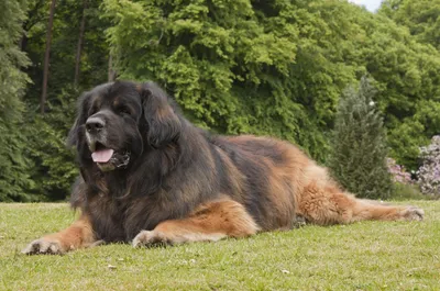 В США умерла самая большая собака в мире