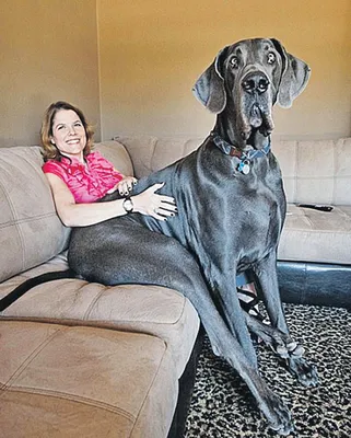 Самые большие в мире собаки (ФОТО): новости, рекорд, домашние животные