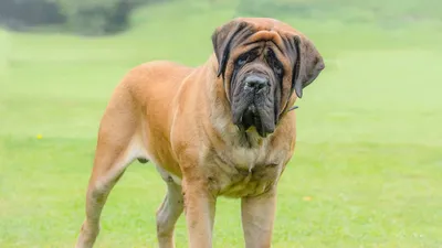 Топ-5 самых больших пород собак (ФОТО)