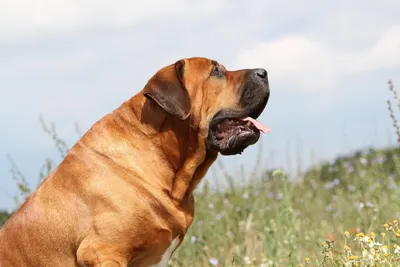 Самые большие породы собак (15 фото) » Невседома
