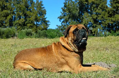 Самая высокая собака в мире: двухметровый дог весом 76 кг » ЯУстал -  Источник Хорошего Настроения