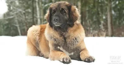 😮 Самая большая собака в мире, фото самой большой собаки на планете