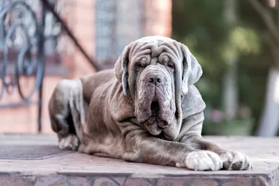 Самый большой в мире щенок | Пикабу