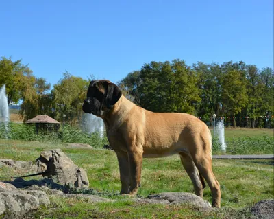 😮 Самая большая собака в мире, фото самой большой собаки на планете