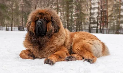 Топ-15 самых дорогих пород собак в мире — BGmedia. Последние новости  Бреста, Беларуси сегодня.