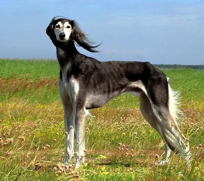Самая дорогая порода собак в мире Топ 10 - Pet-Mir.ru