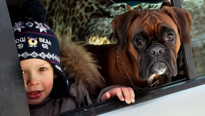 Самые дорогие породы собак. Топ-20 (с фотографиями) | Toyota Prado Fan Club