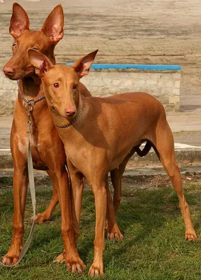 Самая дорогая собака в мире. Тибетский мастиф Hong Dong - $1,5 млн.