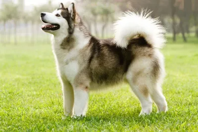 Самая дорогая порода собак в мире Топ 10 - Pet-Mir.ru