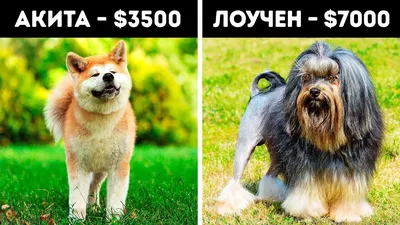 Самые дорогие породы собак в мире. Продолжение | Пикабу