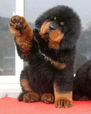 Самая дорогая порода собак в Турции - Тибетский мастиф - Рамблер/новости