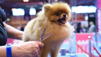 Топ-15 самых дорогих пород собак в мире - Purina.ru
