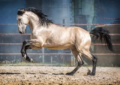 Фото самой красивой лошади в мире 