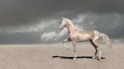 Самые красивые породы лошадей в мире