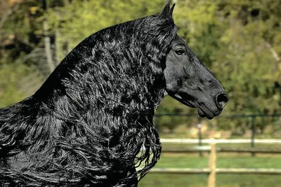 Самая красивая лошадь в мире: рейтинг очаровательных коней | Огородники