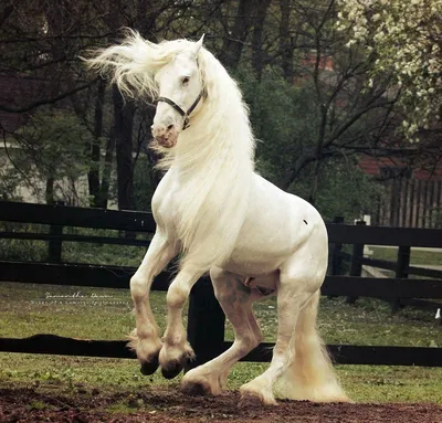 ТОП-30 самых красивых лошадей в мире | My horse story | Дзен