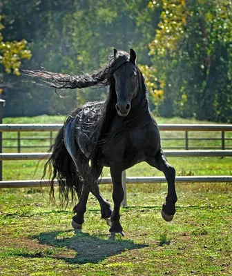 Колибри - Ахалтекинский жеребец Ак Гез редкой изабелловой масти является самой  красивой лошадью в мире. Ахалтекинская лошадь или Небесный конь. Эту кличку  лошади дали за ее красоту и выносливость. Ахалтекинцы — жемчужина