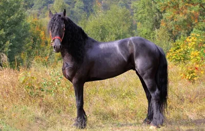 Самая красивая лошадь в мире — черный жеребец Фридрих Великий. ФОТО