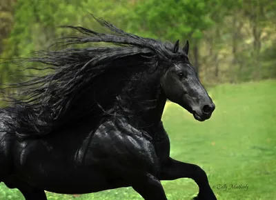 Самая красивая лошадь в мире — черный жеребец Фридрих Великий -  Рамблер/женский