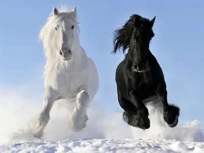 Красивая лошадь фото - origins.org.ua