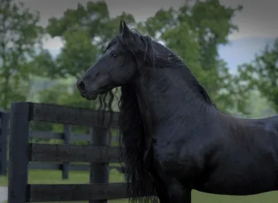 [80+] Фото самой красивой лошади в мире фото