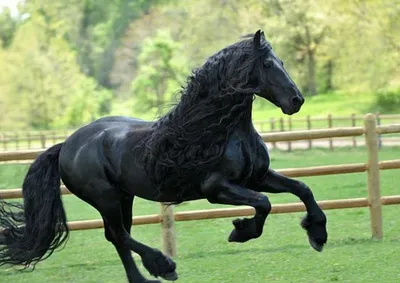 Самая красивая лошадь в мире — черный жеребец Фридрих Великий »  BigPicture.ru