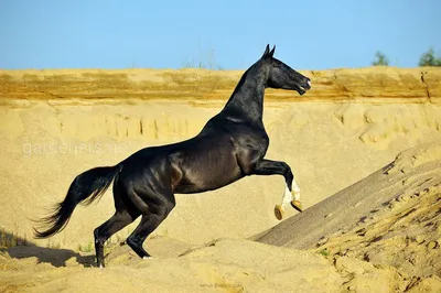 Названа самая красивая лошадь России: Природа: Моя страна: Lenta.ru
