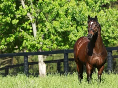 Фридрих Великий — самая красивая лошадь в мире