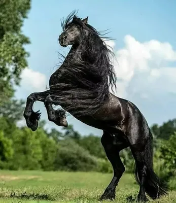 10 самых красивых лошадей в мире | Мир путешествий | Дзен