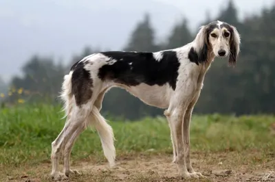 Самая красивая собака в мире Стоковое Фото - изображение насчитывающей  красивейшее, наиболее: 118593646