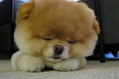 Самая милая собачка в мире\" набрала почти два миллиона фанатов. Хозяйка ее  прячет (ВИДЕО)