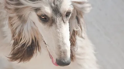 самая красивая собака в мире. улыбающийся очаровательный коричневый и белый  пограничный колли Стоковое Изображение - изображение насчитывающей лучший,  пуща: 238997495