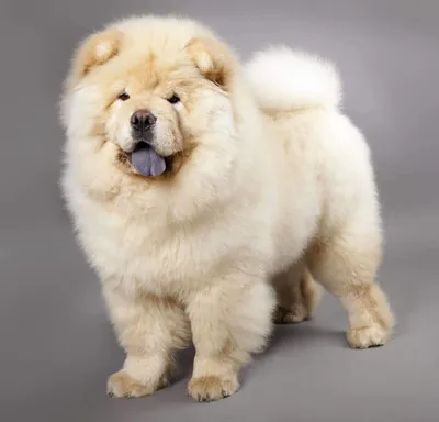 Топ 10 самых красивых собак в мире | BIG BLESS HOUSE | Дзен