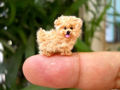 Самая маленькая собачка | Как жизнь? | Дзен