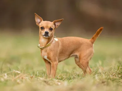 Самая маленькая собачка — ростом 6 см | МанкиБлог | Дзен
