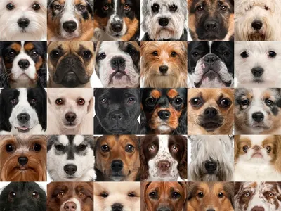 Маленькие породы собак: описания и фото | Purina