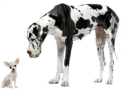 Породы собак от больших до маленьких