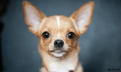 Фото самой маленькой собаки фотографии