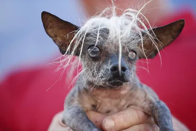 Необычное: самая уродливая собака 2014 | ФОТО НОВОСТИ | World ugliest dog,  Ugly dogs, Chinese crested dog