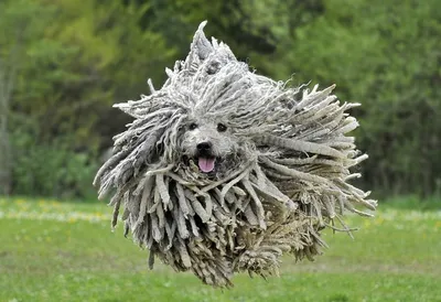 Фото: Титул самой уродливой собаки в мире завоевала чихуахуа