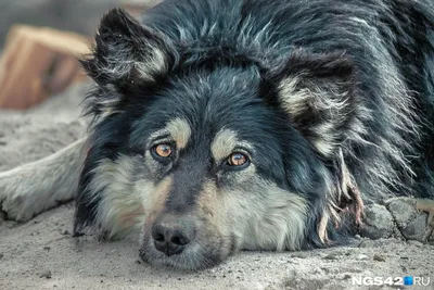 Самые Красивые Породы Собак в Мире: ТОП-40 (Фото)