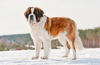 Самая большая собака в мире. Крупные породы собак: фото и названия
